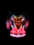 GARGOYLE Hawaiian style